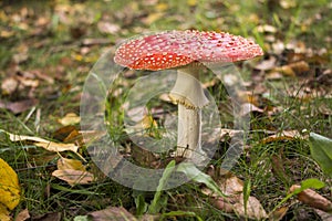 Amanita muscaria, also known as fly swatter or false oronja