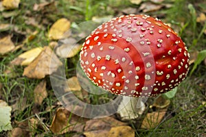 Amanita muscaria, also known as fly swatter or false oronja photo