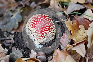 Amanita muscaria  Amanita muscaria