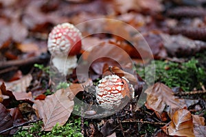 Amanita muscaria  Amanita muscaria