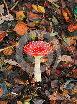 Amanita muscaria attractive poisonous toadstool.