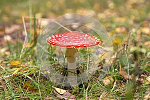 Amanita muscaria in autumn forest close up. Bright red Fly agaric wild mushroom in fall nature with green grass and yellow leaves