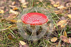 Amanita muscaria in autumn forest close up. Bright red Fly agaric wild mushroom in green grass