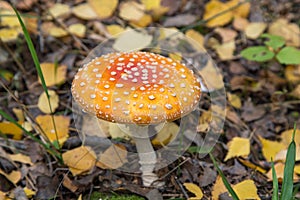 Amanita muscaria in autumn forest close up. Bright red orange Fly agaric wild mushroom in fall nature in yellow dry leaves