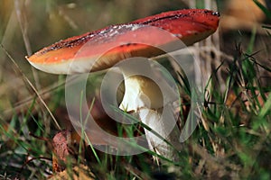 Amanita muscaria autumn mushroom growing in soil