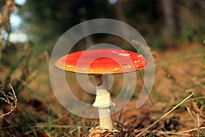 Amanita muscaria autumn mushroom growing in soil