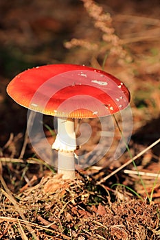 Amanita muscaria autumn mushroom growing in soil