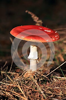 Amanita muscaria autumn mushroom growing in soil