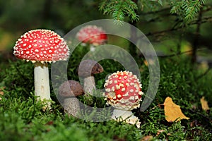 Amanita muscaria and brown cap boletus hat mushrooms