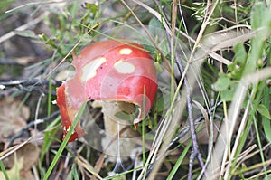 Amanita Muscaria chewed on sides detail in grass