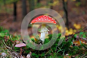 Amanita muscaria, commonly known as the fly agaric