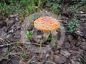 Amanita muscaria, commonly known as the fly agaric or fly amanita