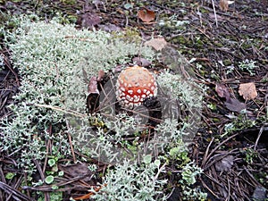 Amanita muscaria, commonly known as the fly agaric or fly amanita