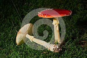 Amanita muscaria, commonly known as the fly agaric or fly amanita