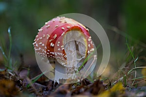 Amanita muscaria, commonly known as the fly agaric or fly amanita, is a basidiomycete