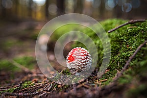 Amanita muscaria, commonly known as the fly agaric or fly amanita, is a basidiomycete of the genus Amanita. Although as photo