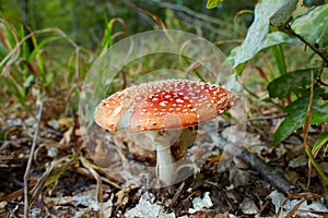 Amanita muscaria, commonly known as the fly agaric or fly amanita, is a mushroom and psychoactive basidiomycete fungus