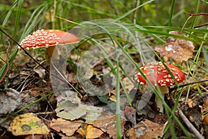 Amanita muscaria, commonly known as the fly agaric or fly amanita, is a mushroom and psychoactive basidiomycete fungus photo