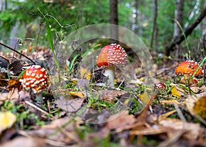 Amanita muscaria, commonly known as the fly agaric or fly amanita. Toxic and hallucinogen mushroom Fly Agaric in grass