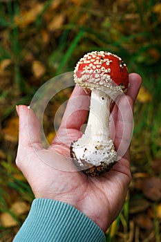 Close-up of a poisonous mushroom with volva held by a woman photo