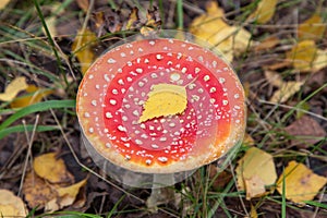 Amanita muscaria in fall forest top view. Fly agaric red wild mushroom close up. Autumn colors background with copy space