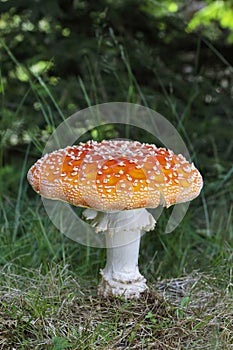 Amanita muscaria famous, enchanting and highly toxic. Fly agaric has a bright red cap with white spots and white gills.