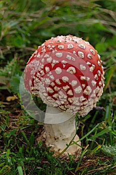 Amanita muscaria famous, enchanting and highly toxic. Fly agaric has a bright red cap with white spots and white gills.