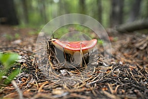 Amanita muscaria Fly Agaric Bokeh