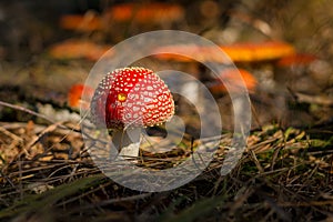 Amanita muscaria, the fly agaric - close-up view of a young little mushroom in the forest