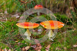 Amanita muscaria, fly agaric or fly amanita basidiomycota muscimol mushroom