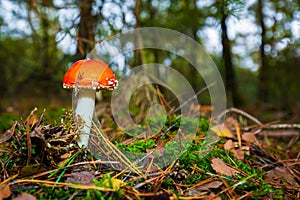 Amanita muscaria, fly agaric or fly amanita basidiomycota muscimol mushroom