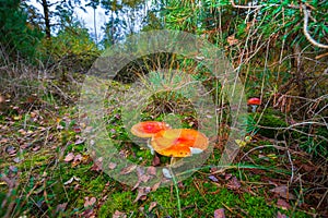 Amanita muscaria, fly agaric or fly amanita basidiomycota muscimol mushroom