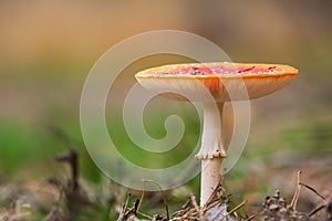 Amanita muscaria, fly agaric or fly amanita basidiomycota muscimol mushroom