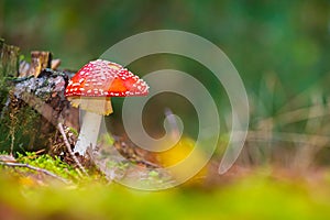 Amanita muscaria, fly agaric or fly amanita basidiomycota muscimol mushroom photo