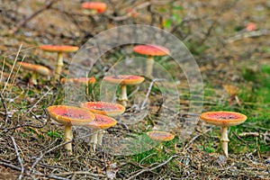 Amanita muscaria, fly agaric or fly amanita basidiomycota muscimol mushroom photo