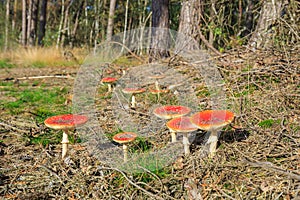 Amanita muscaria, fly agaric or fly amanita basidiomycota muscimol mushrooms wide angle photo