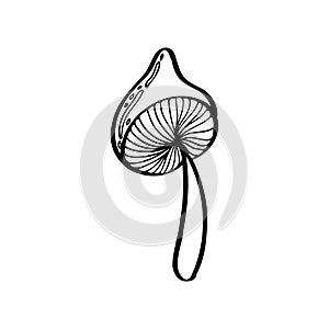 Amanita muscaria, fly agaric or fly amanita. Isolated black line illustration of mushroom. Vector illustration. Black and white.