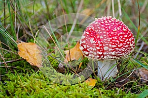 Amanita muscaria, fly agaric or fly amanita, poisonous red and white spotted pine forest mushroom
