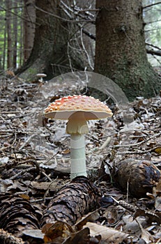 Amanita Muscaria, Fly Agaric, Fly amanita. Red Poisonous Mushroom