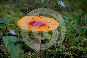 Amanita muscaria Fly Agaric Mushroom