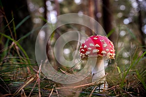 Amanita muscaria Fly Agaric Mushroom