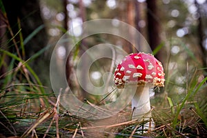 Amanita muscaria Fly Agaric Mushroom