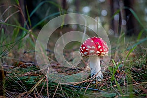 Amanita muscaria Fly Agaric Mushroom