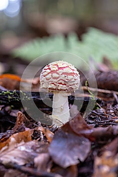 Amanita muscaria - Fly Agaric mushroom