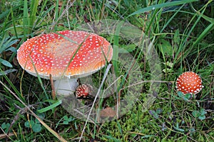 Amanita muscaria, Fly agaric mushroom