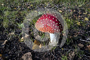 Amanita muscaria, Fly agaric mushroom