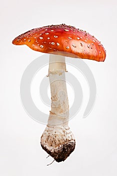 Amanita Muscaria or Fly Agaric Mushroom photo