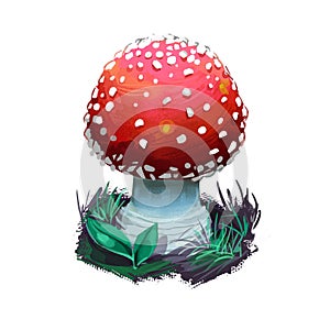 Amanita muscaria or fly agaric mushroom closeup digital art illustration. Conspicuous boletus has red cap with white