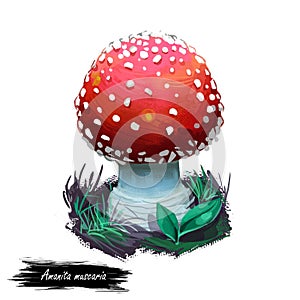 Amanita muscaria or fly agaric mushroom closeup digital art illustration. Conspicuous boletus has red cap with white dots.