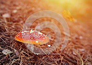Amanita muscaria fly agaric  mushroom in dry grass in Autumn at sunset